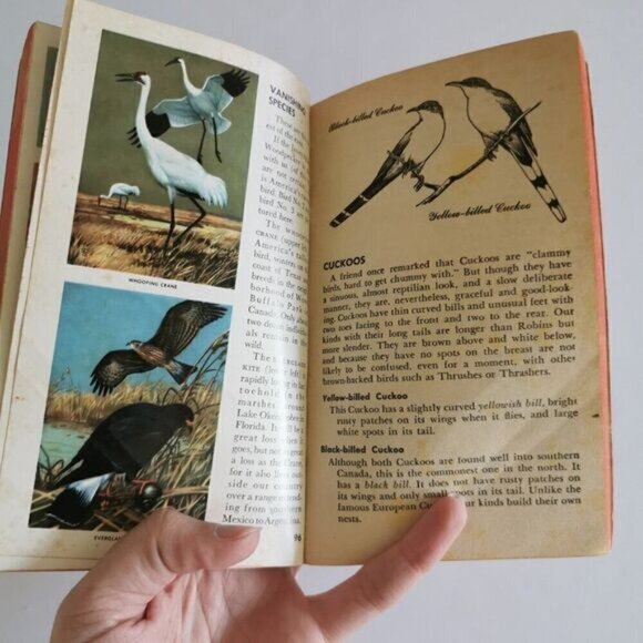 1957 How to Know the Birds Paperback, Roger Peterson Illustrated Vintage Book - Picture 10 of 10